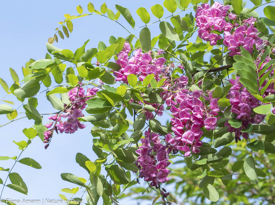 Lange rosa Blütenrispen locken Anfang Juni Bienen an