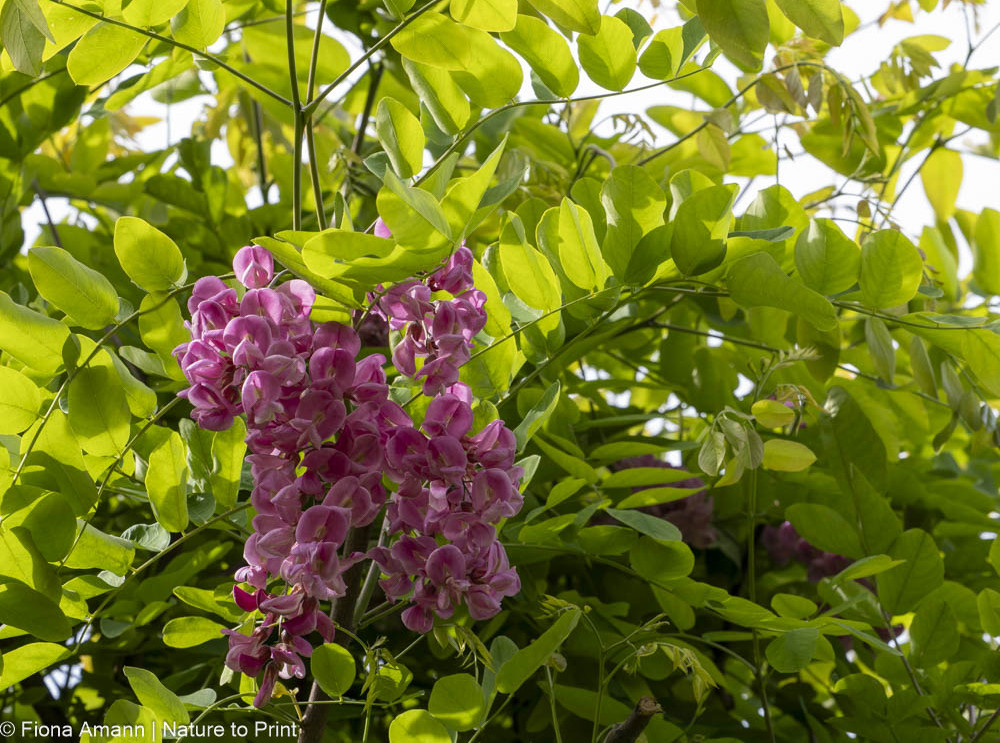 Große Trauben mit hübschen rosa Schmetterlingsblüten. Robinie Casque Rouge ist Insektenmagnet und ein attraktiver, kleiner Hausbaum