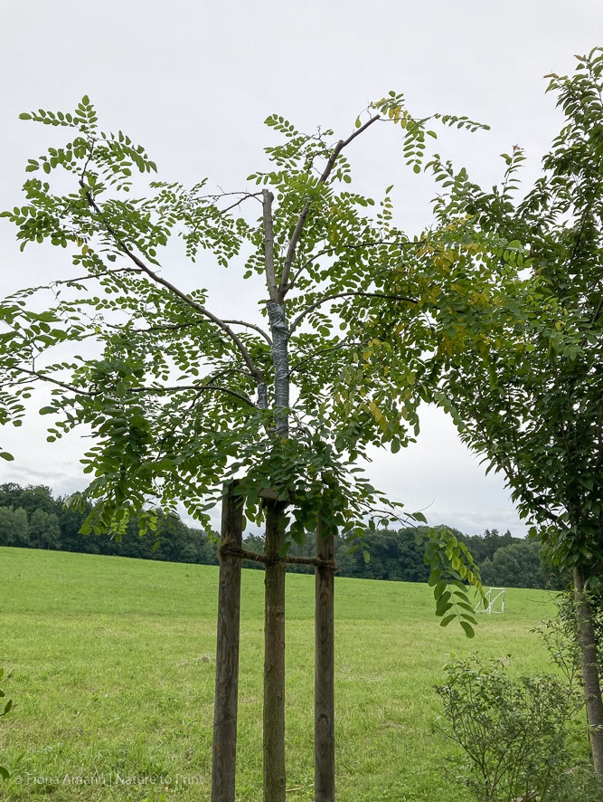Nach dem Einsatz: Krone gerettet und wächst wieder an