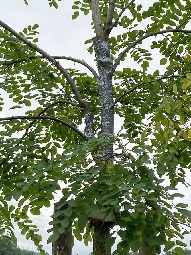 Robinie gerettet mit Gaffatape