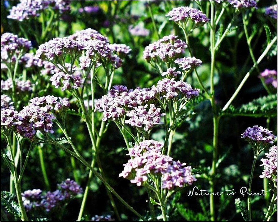 Rosa Achillea wächst kompakt, ist aber leider nicht langlebig. Sie verschwindet nach zwei, drei Jahren sang- und klanglos aus dem Garten.