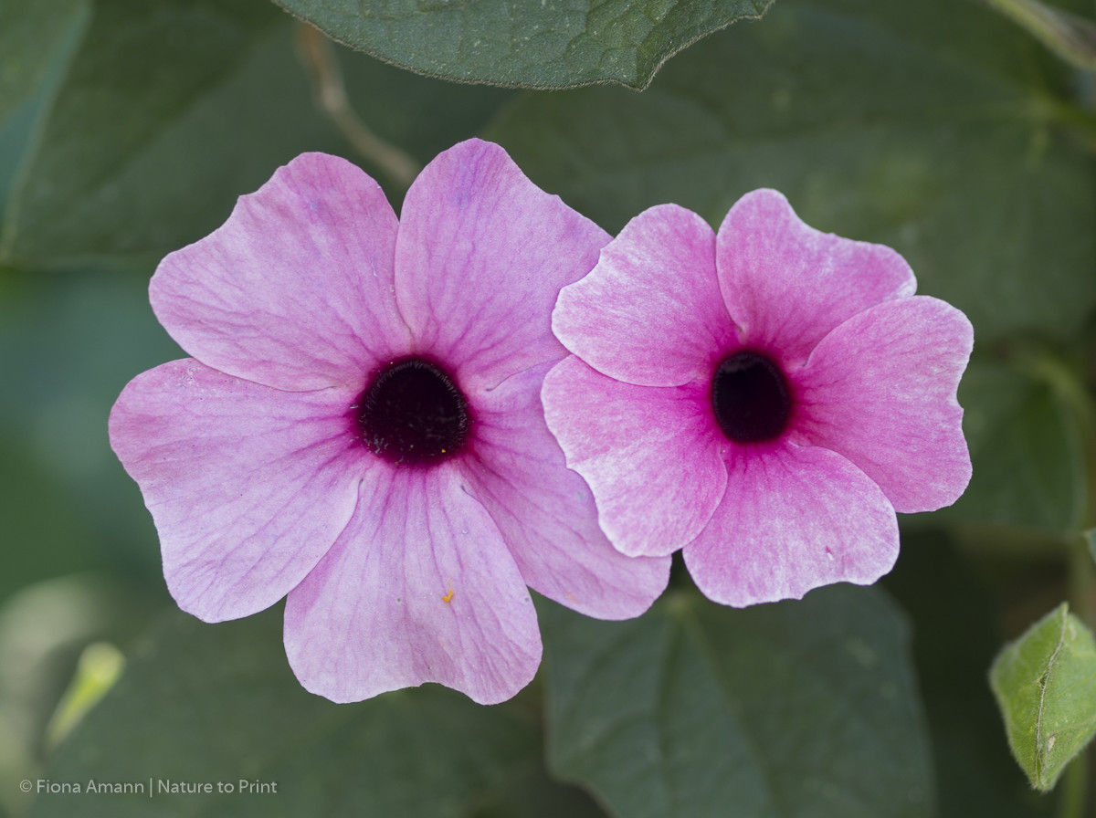 Kletterpflanze Schwarzäugige Susanne mit rosa Blüte