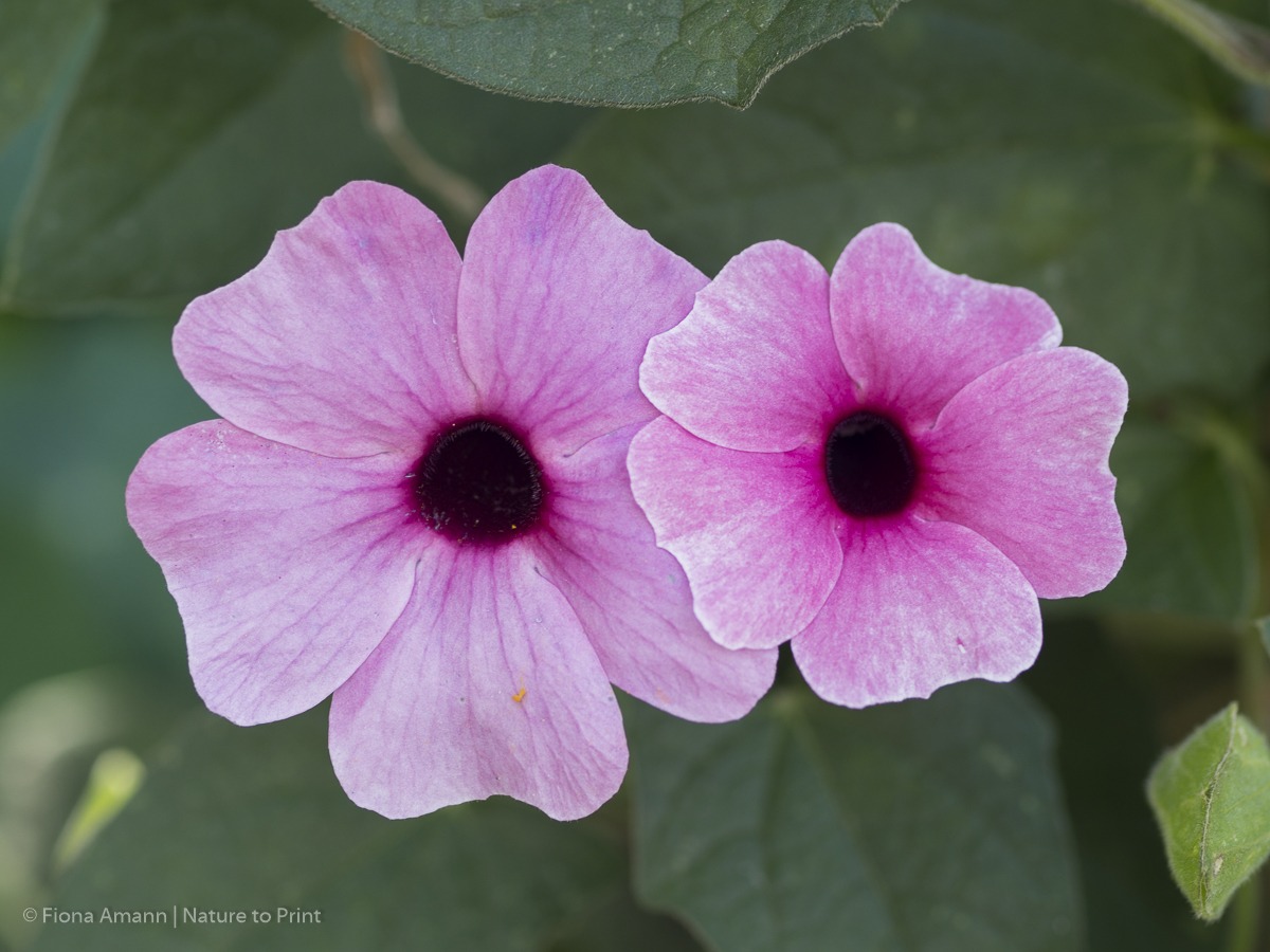 Kletterpflanze Schwarzäugige Susanne mit rosa Blüte 