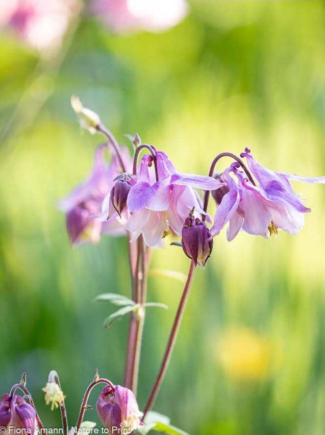 Zweifarbigen Akelei im Garten Zweifarbigen Akelei im Garten