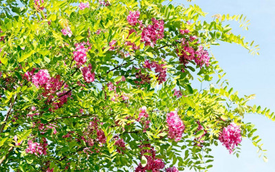 Ein neuer Baum für den Garten. Welche Kriterien sind wichtig?