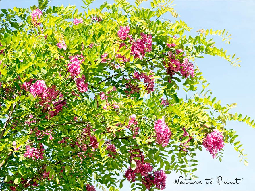 Ein neuer Baum für den Garten. Welche Kriterien sind wichtig?