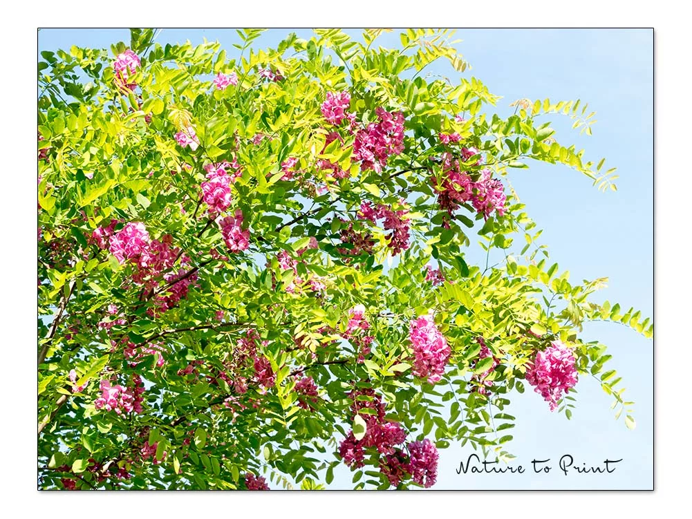 Robinie 'Casque Rouge' ist ein großartiger Baum für den Garten