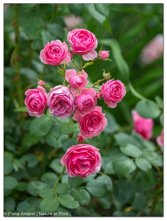 Der Blumengarten im Oktober. 15 Gartentipps. Blumengarten im Oktober: Pomponella blüht bis zum Frost
