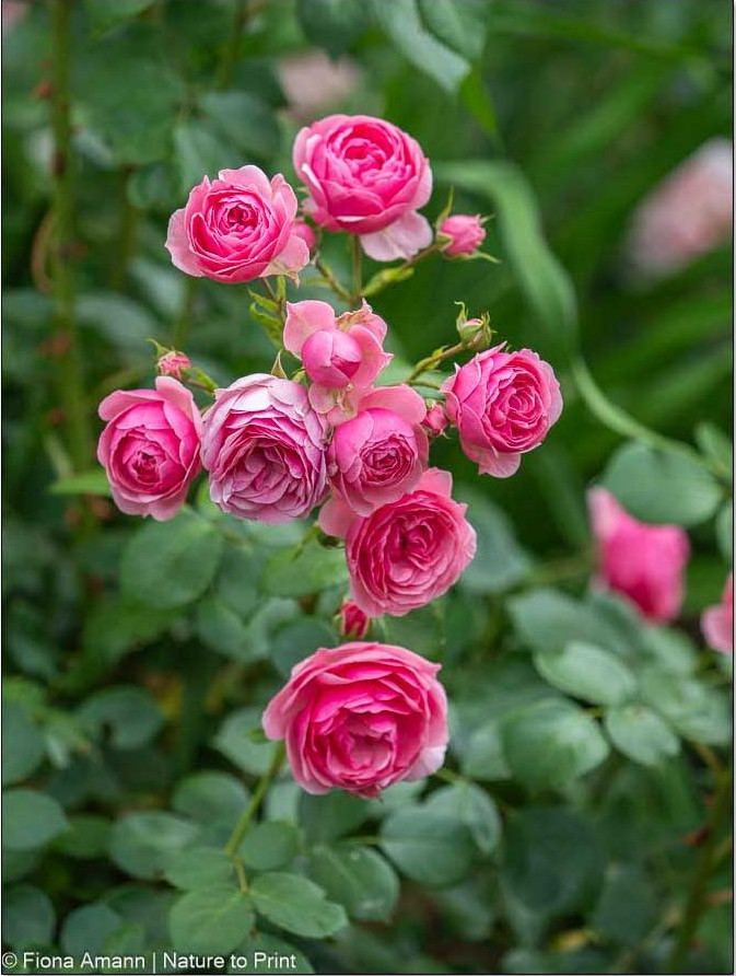 Blumengarten im Oktober: Pomponella blüht bis zum Frost