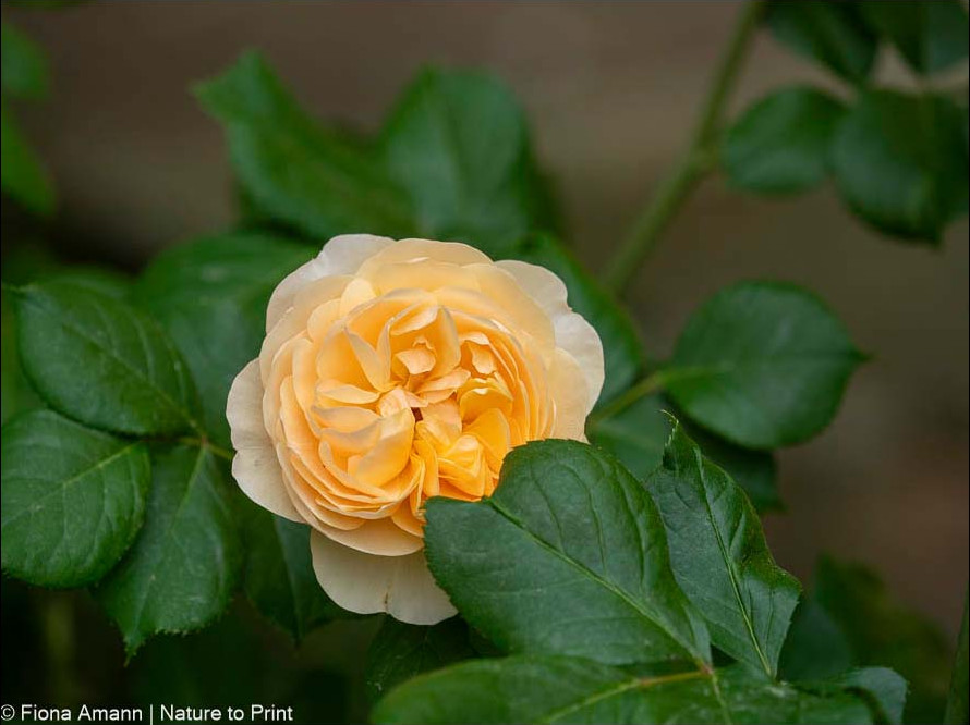 Englischen Rose Roald Dahl erstrahlt in einem warmen Pfirsich-Aprikot Hübsche, gefüllte Schalenblüten im schönsten Aprikot