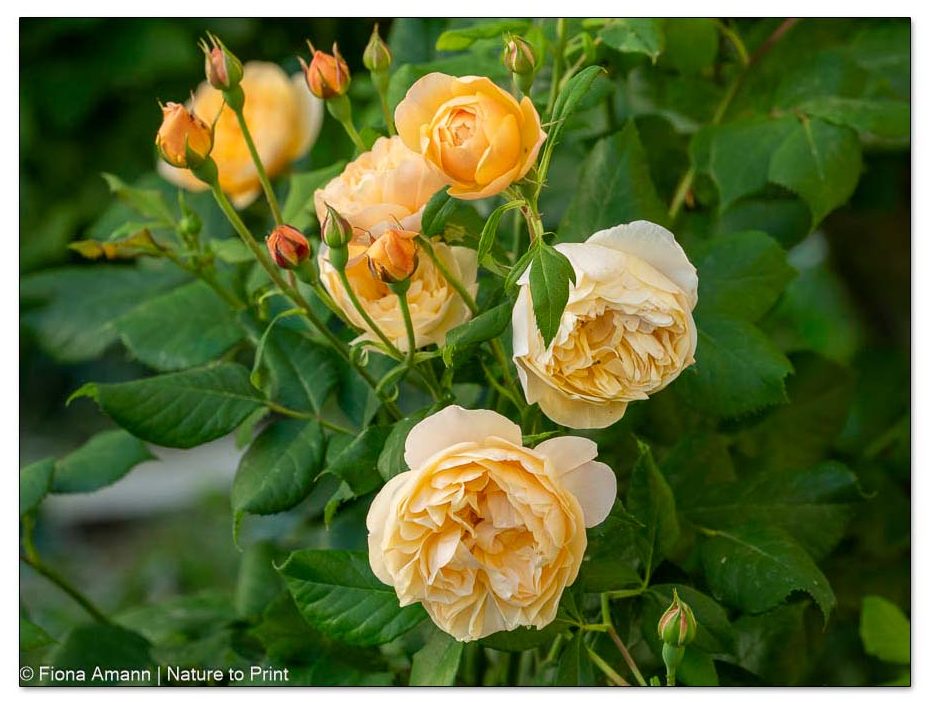 Englischen Rose Roald Dahl in Aprikot-Gelb. Relativ neue Rose von David Austin. Sie hat sich in meinem Garten sehr gut bewährt. Standort Halbschatten. Englischen Rose Roald Dahl in Aprikot-Gelb