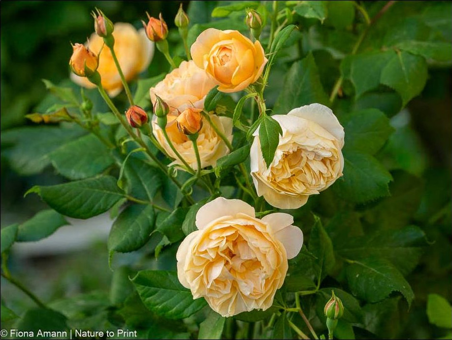 Englischen Rose Roald Dahl in Aprikot-Gelb. Relativ neue Rose von David Austin. Sie hat sich in meinem Garten sehr gut bewährt. Standort Halbschatten. Englischen Rose Roald Dahl in Aprikot-Gelb