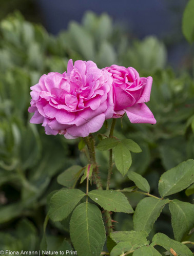 Historische Rose Madame Bolle