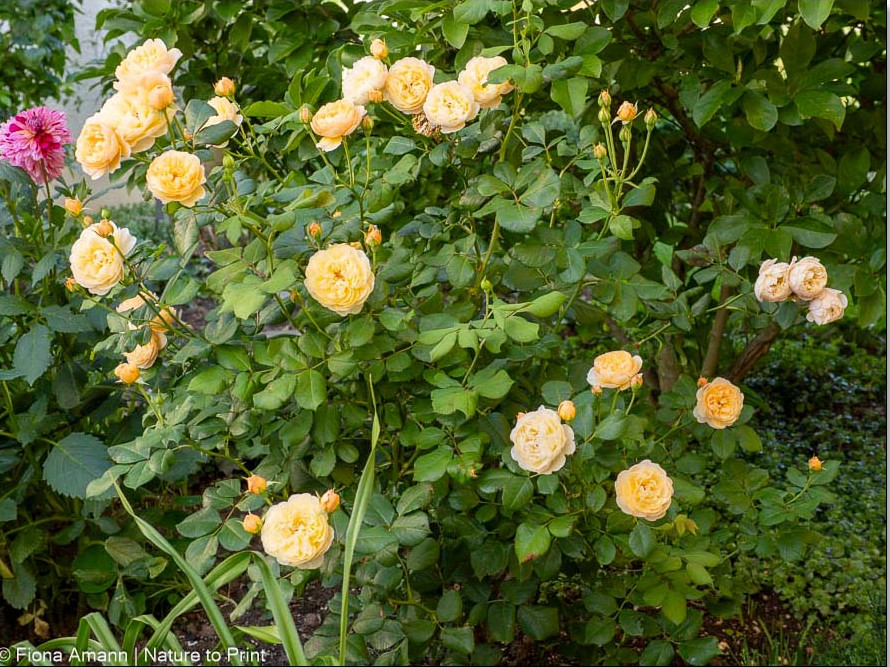 Englische Strauchrose Roald Dahl im Halbschatten vor Sternmagnolie Englische Strauchrose Roald Dahl im Halbschatten vor Sternmagnolie