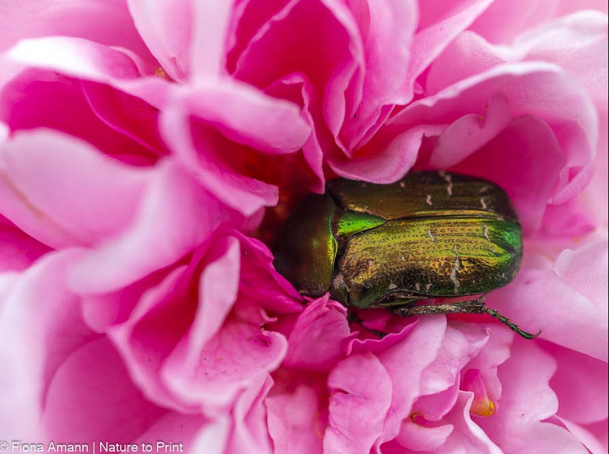 Rosenkäfer in Rose Jacques Cartier