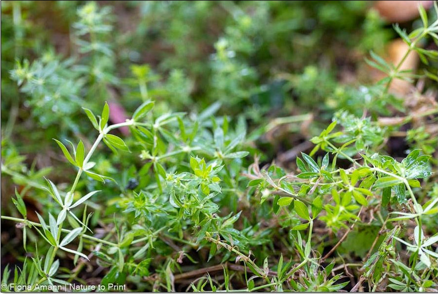 Phuopsis: Kleine, quirlige Blätter sitzen rund um 30 cm lange Stängel