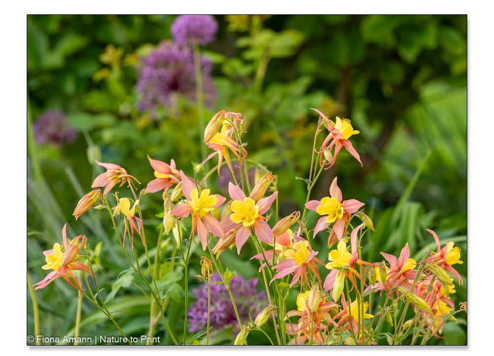 Zauberhafte Akeleien pflanzen, pflegen und einfach vermehren