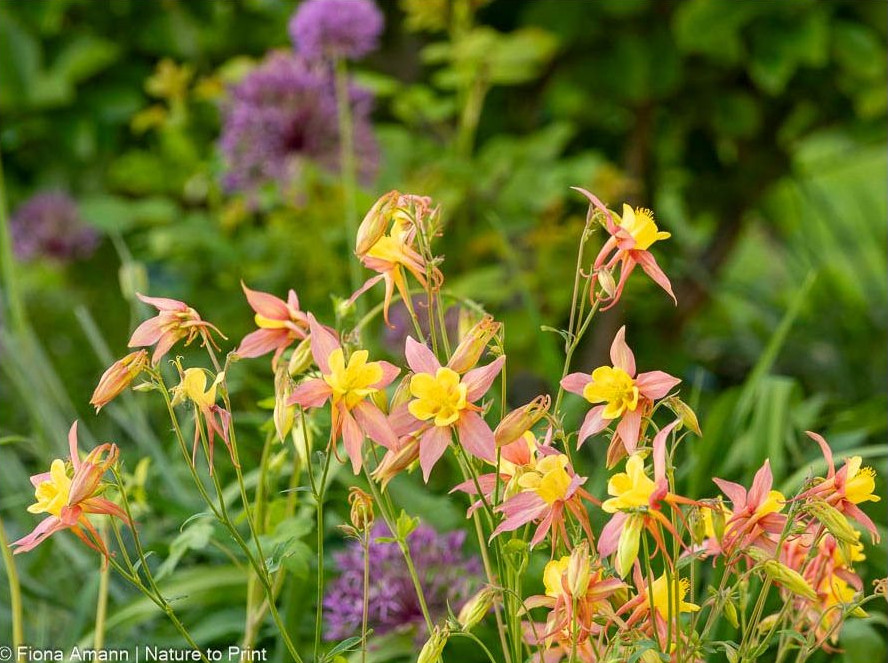 Zweifarbiger Bastard der Gelben A. Maxi Star mit langen, eleganten Spornen Zweifarbiger Bastard der Gelben A. 'Maxi Star'