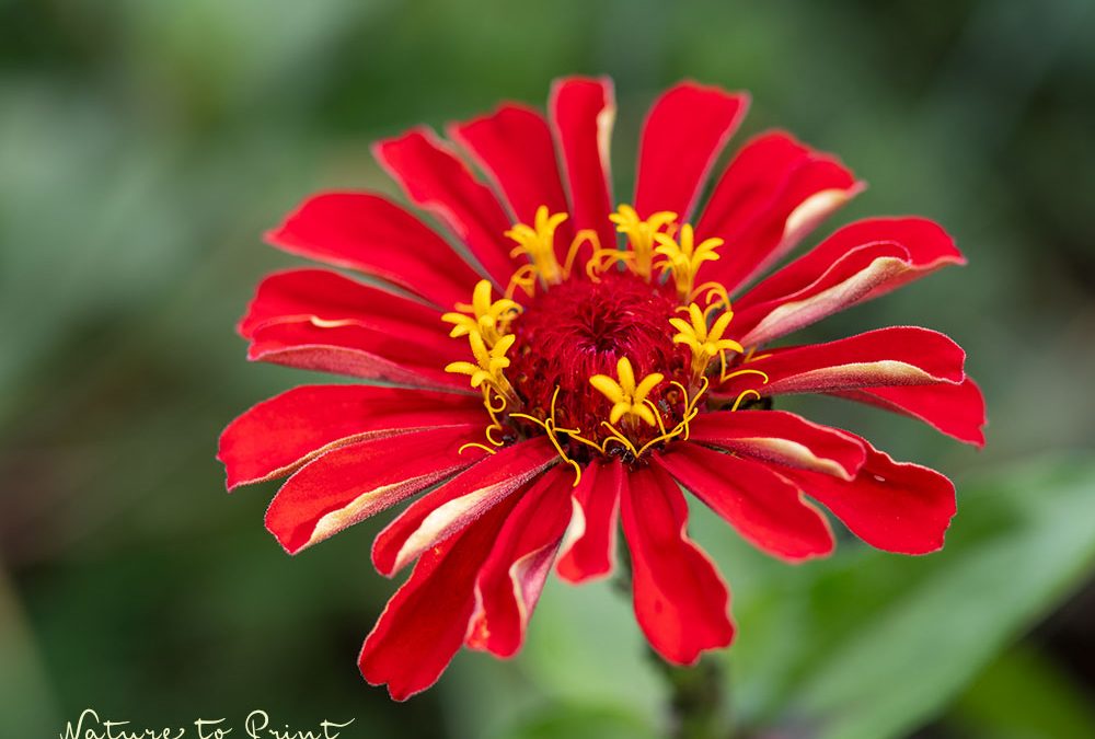 Saatgut ernten: Rote Zinnie sind großartige Hingucker im Blumenbeet