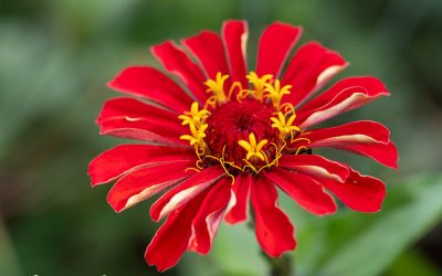 Saatgut ernten. Diese 30 Blumen bescheren kostenlose Blütenfülle