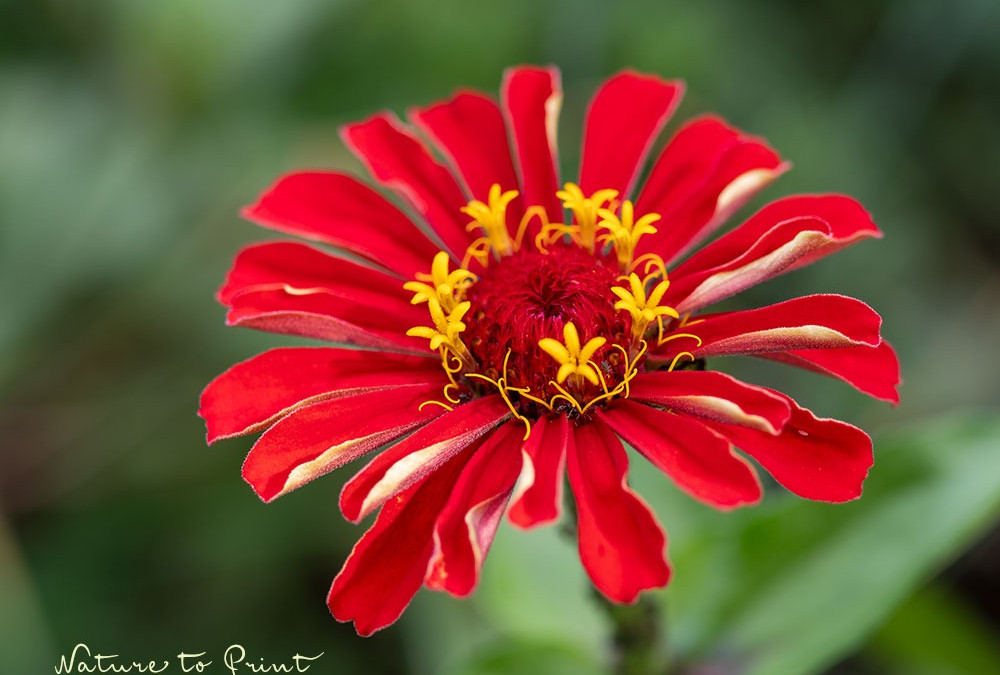 Saatgut ernten. Diese 30 Blumen bescheren kostenlose Blütenfülle