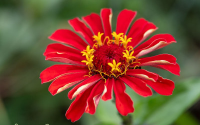 Saatgut ernten. Diese 30 Blumen bescheren kostenlose Blütenfülle