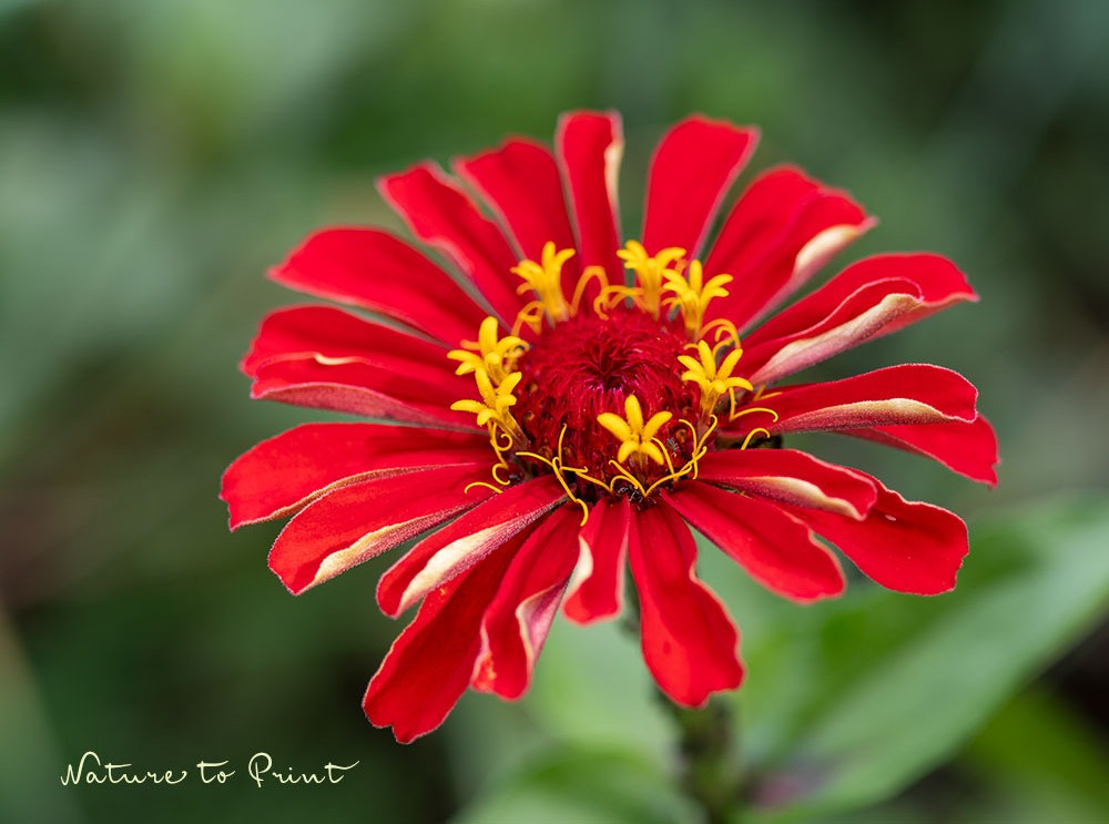 Rote Zinnie ist ein großartiger Hingucker im Blumenbeet