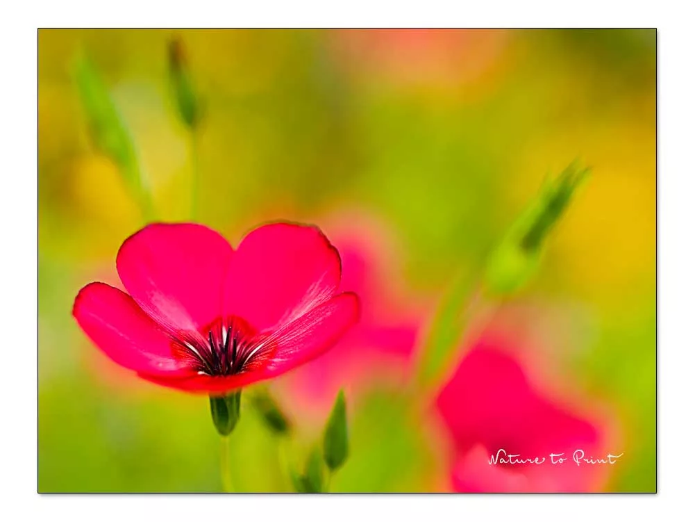 Roter Lein, Einjährige Sommerblume im Garten von Nature to Print