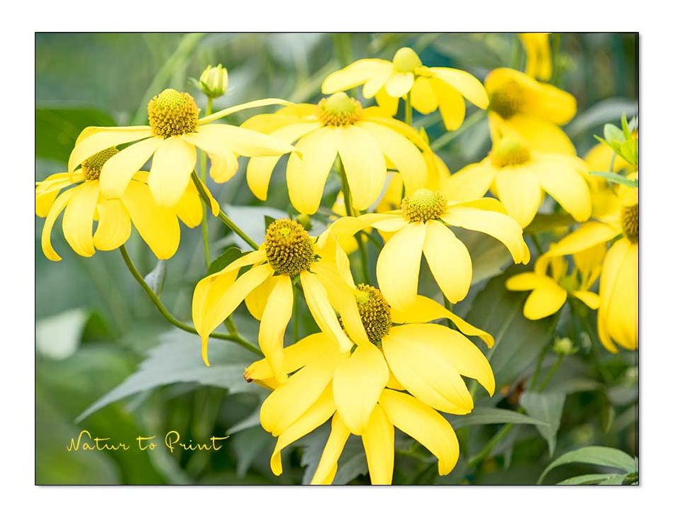 Riesensonnenhut Rudbeckie maxima wird mannshoch. Sie ist dankbar für ein quer liegendes Gitter, dann steht und blüht sie auch noch im November.