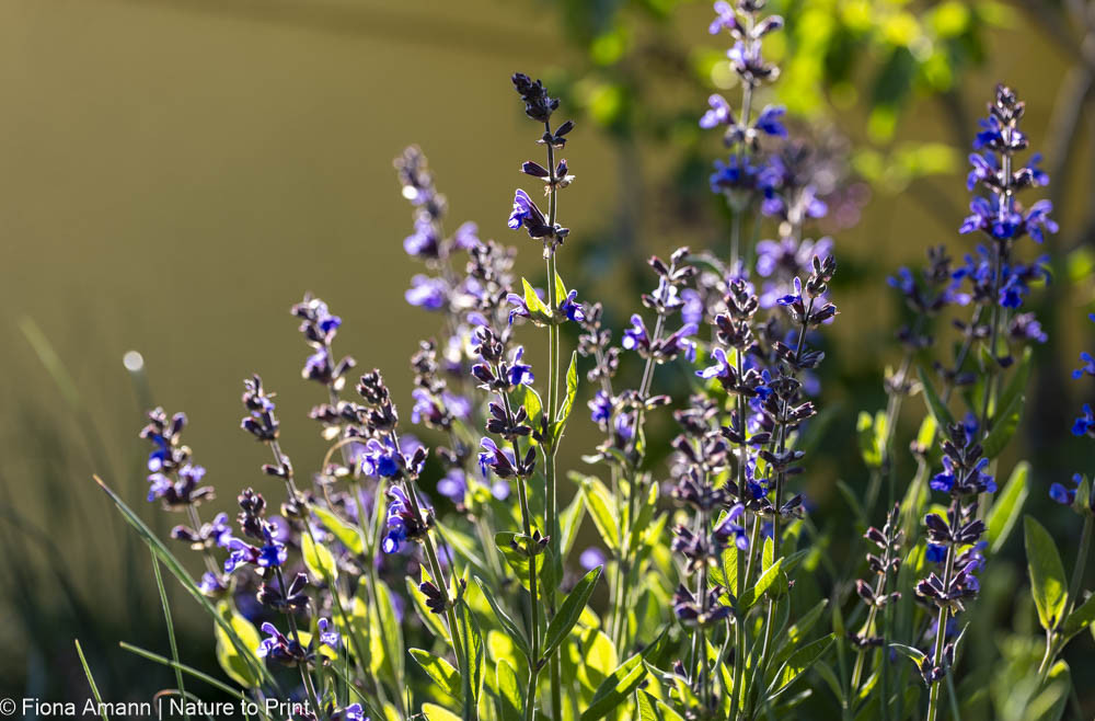 Salvia officinalis lockt Bienen und Hummeln an