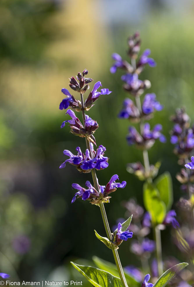 Salvia officinalis, Echter Salbei mit violetten Lippenblüten