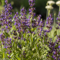 Echter Salbei, Salvia officinalis, auch Garten-Salbei, Küchensalbei oder Heilsalbei