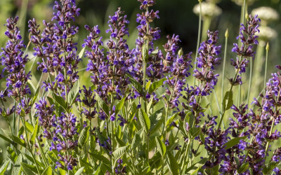 Echter Salbei, echt gut für Garten, Küche und Gesundheit