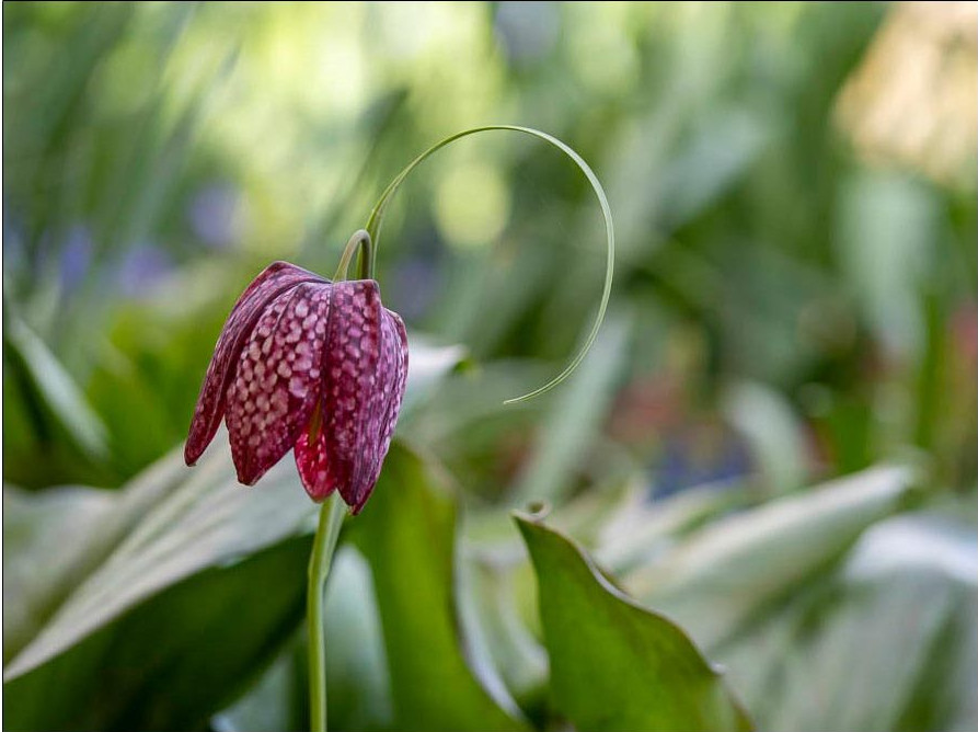 Schachbrettblume im Halbschatten zwischen Hundszahn und Sommerknotenblume Schachbrettblume im Halbschatten zwischen Hundszahn und Sommerknotenblume