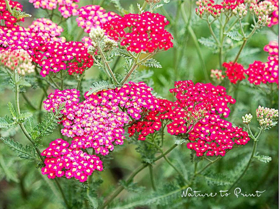 Rote und zweifarbige Hybriden aus der Gärtnerei