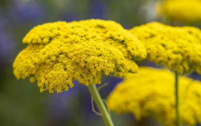 Schafgarbe, heimisch, heilsam, hitzetolerant