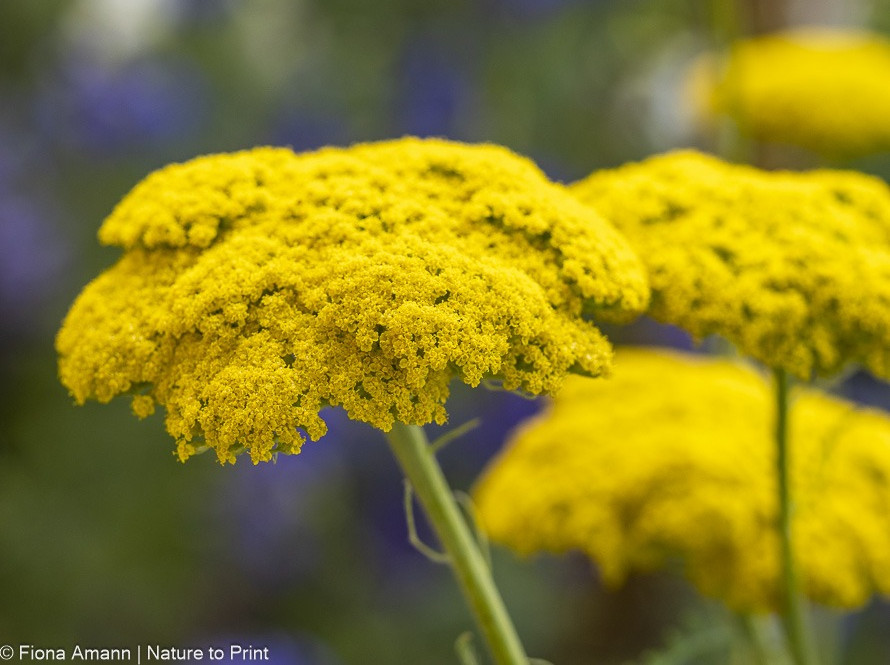 Schafgarbe, heimisch, heilsam, hitzetolerant