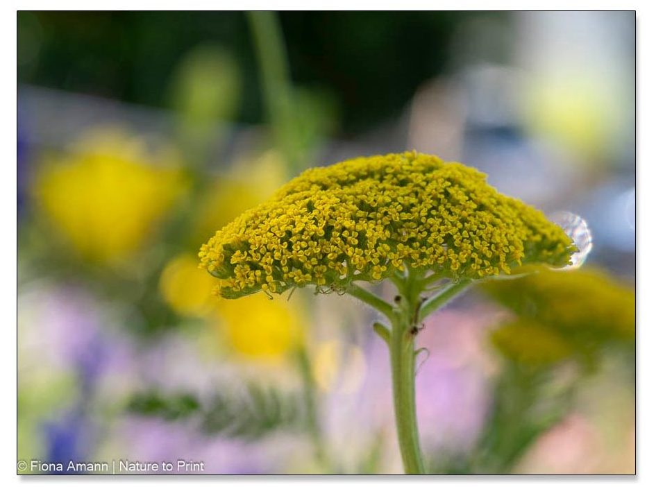 Gelbe hohe Schafgarbe, Achillea, Soldatenkraut, Achilleskraut, Gänsezunge
