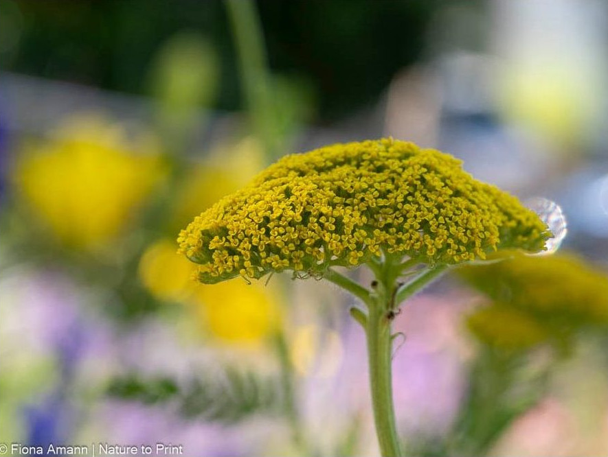 Die Schafgarbe ist eine Gewinnerin des Klimawandels, sie verträgt Hitze und Trockenheit
