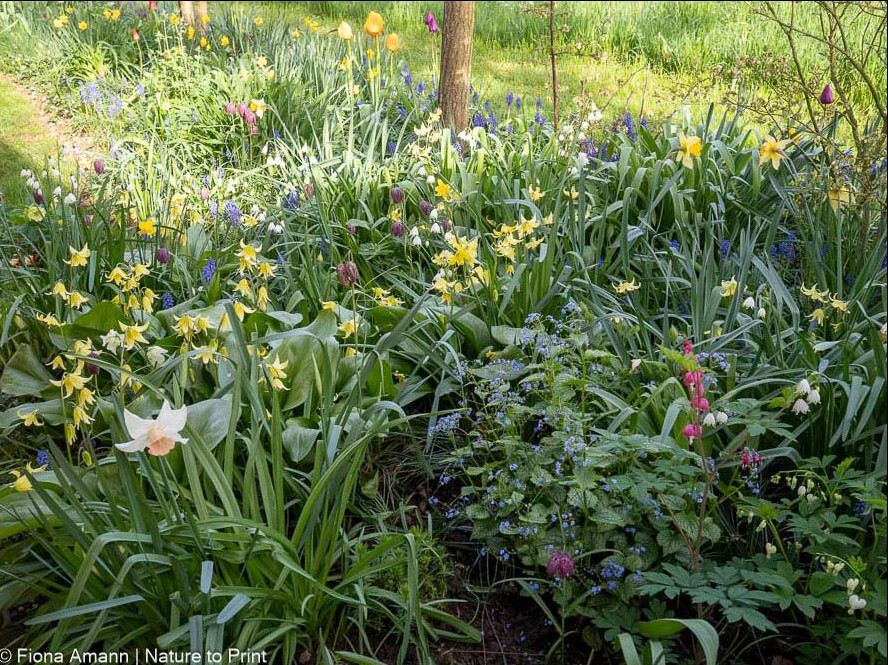Im Schattenbeet Hundszahn neben Kaukasus-Vergissmeinnicht und Knotenblumen und Dicentra, Tränendes Herz und dazwischen Schachbrettblumen