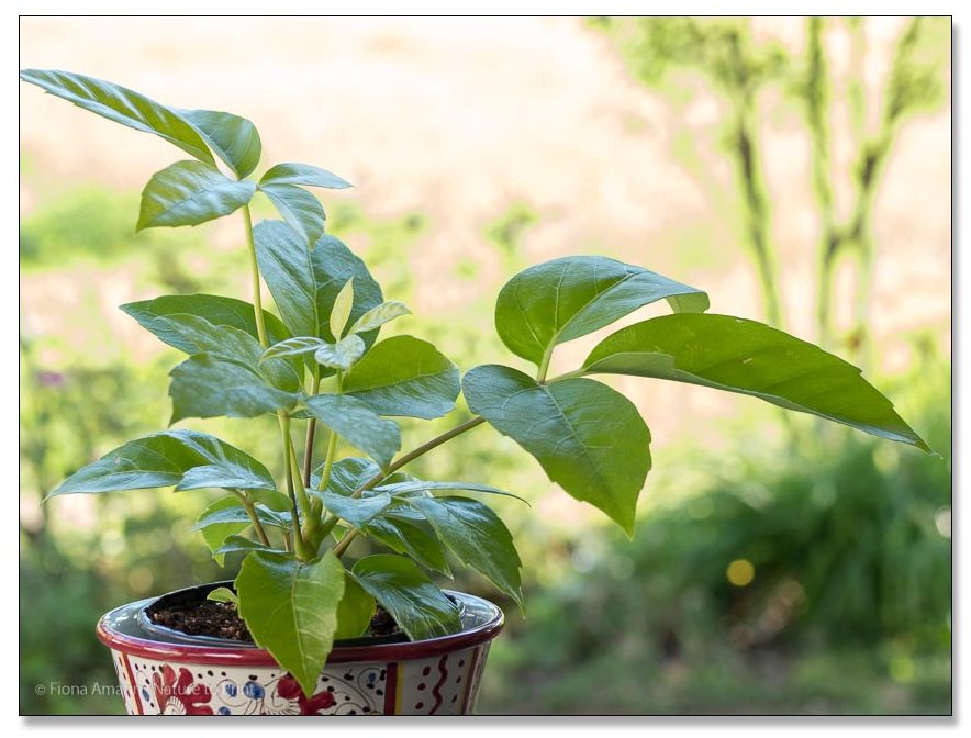 Schefflara 'Golden Amate' mag es warm, aber kein direktes Sonnenlicht Schefflara Golden Amate mag es warm, aber meidet direkte Sonne