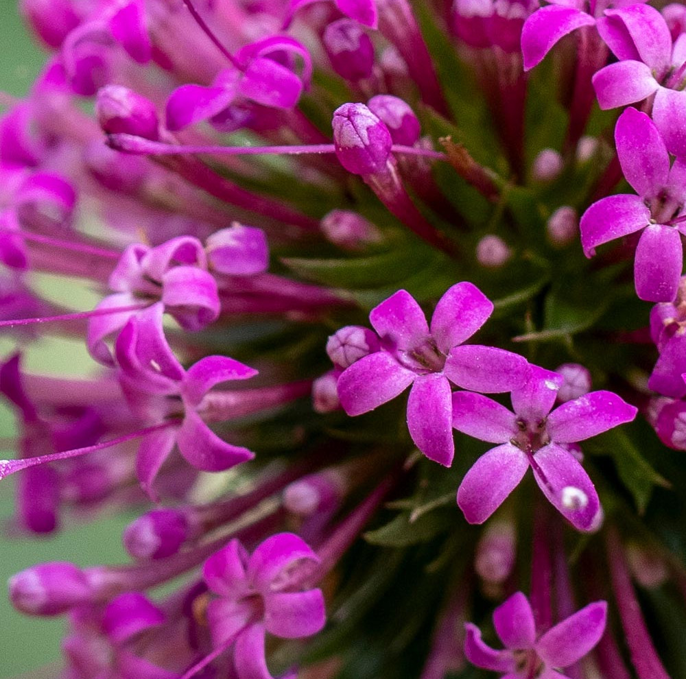 Die Blüte erinnert an Allium, allerdings ohne dessen langen Blütenstiel