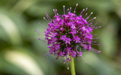 Scheinwaldmeister, Rosenwaldmeister, perfekter Alleskönner für alle Standorte