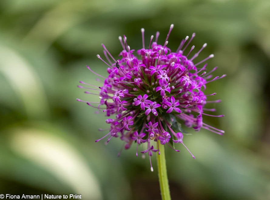 Scheinwaldmeister, Rosenwaldmeister, perfekter Alleskönner für alle Standorte