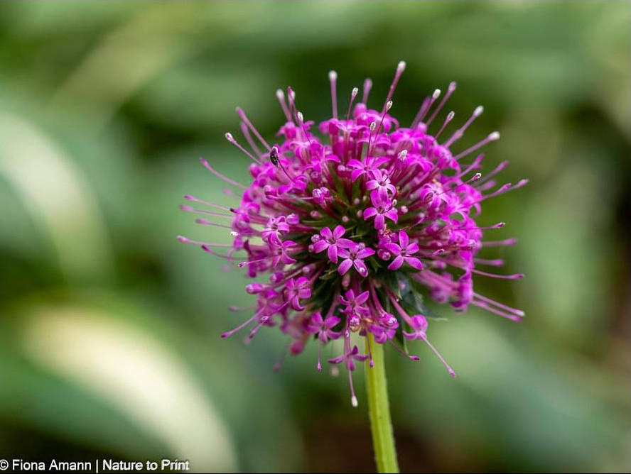 Phuopsis stylosa 'Purpurglut' Scheinwaldmeister, hübscher Bodendecker, bildet im Sommer lange quirligen Triebe