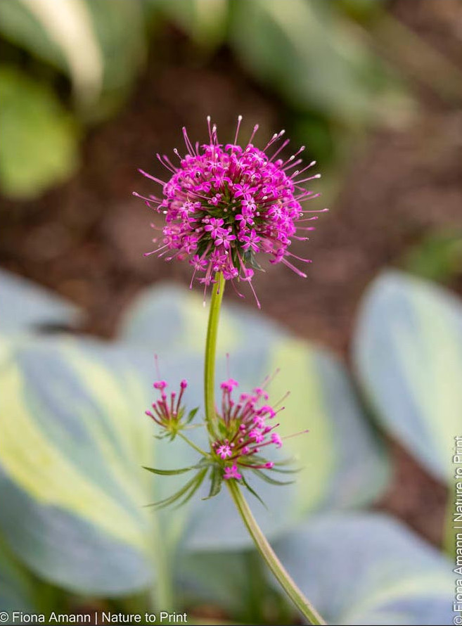 Rosenwaldmeister begleitet June, schneckenresistente Hosta im Halbschatten