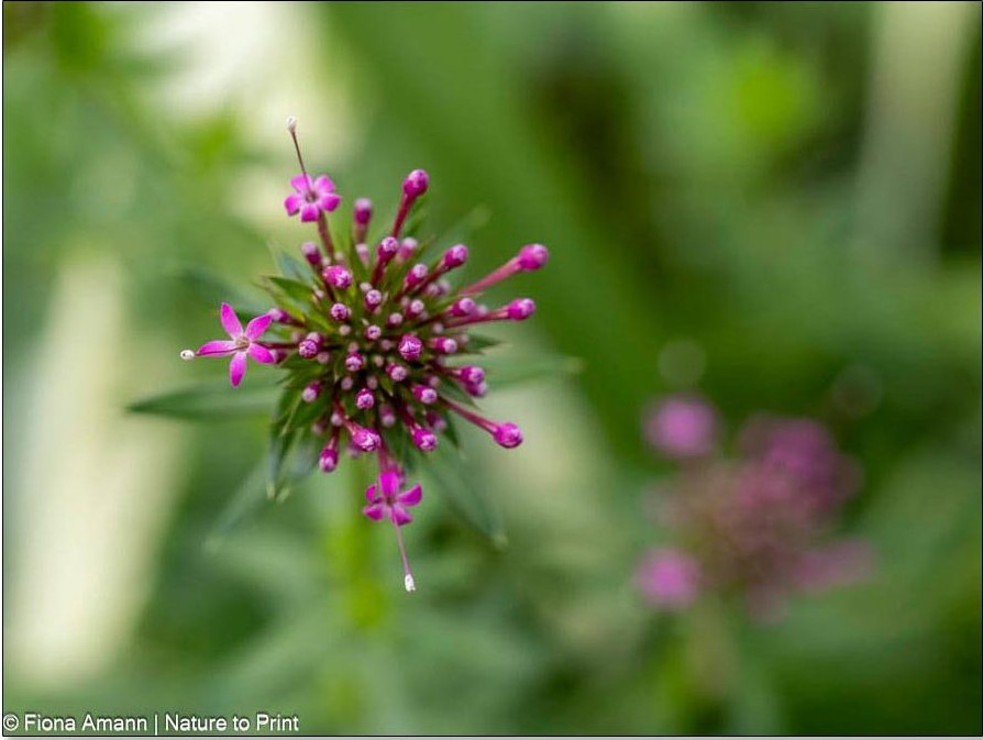 Rosenwaldmeister, Knospen erscheinen über dem quirligen Blättern Rosenwaldmeister, Knospen erscheinen über dem quirligen Blättern