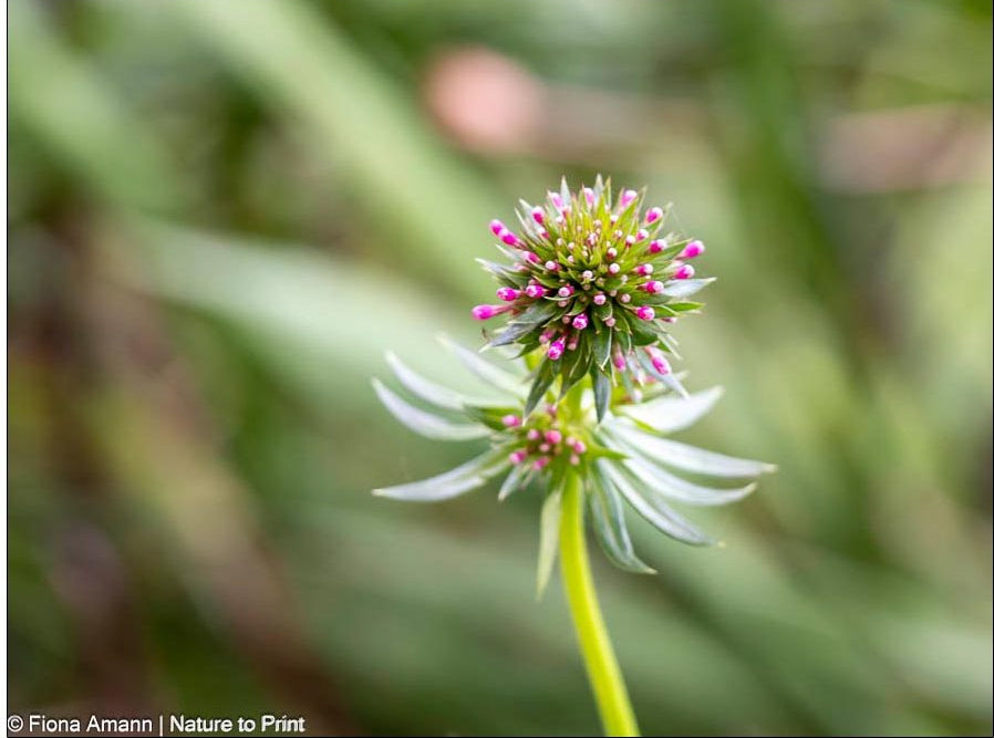 Phuopsis stylosa 'Purpurglut' Scheinwaldmeister, Knospe im Juni