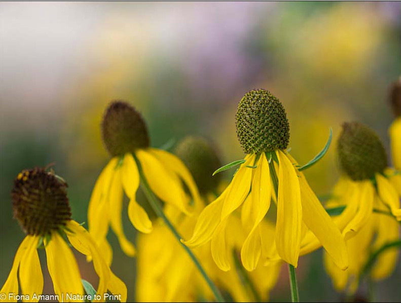 Präriestaude Schönhütchen, Ratibidia pinnata mit gelben schmalen Blütenblättern und höhen Körbchen.