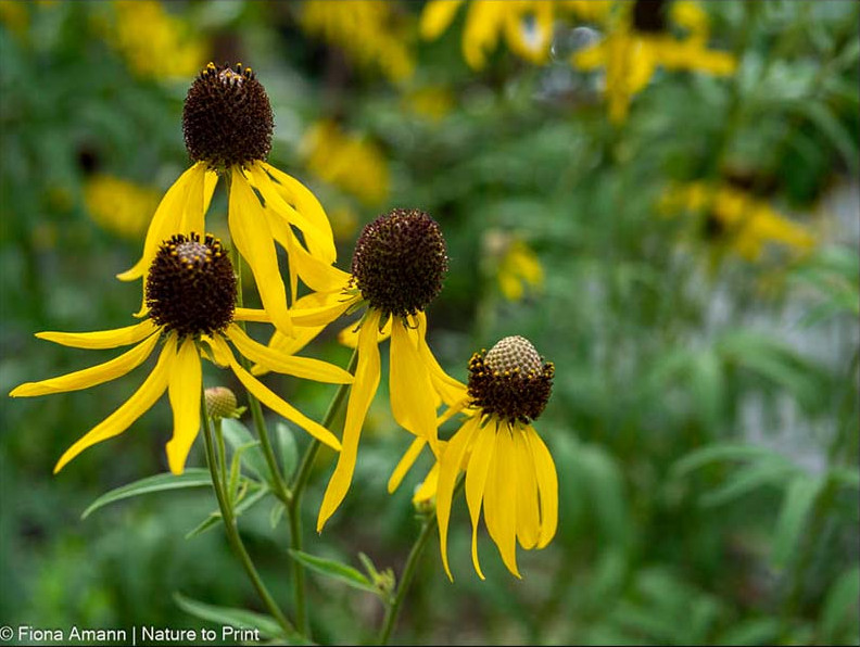 Ratibidia pinnata ist eine echte Präriestaude. Stark, schön und ein Insektenmagnet 